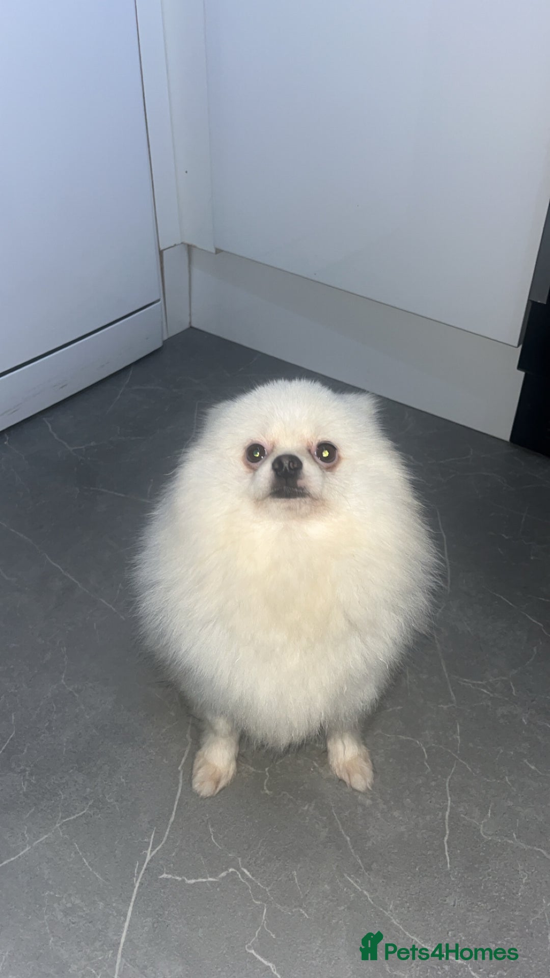 Pomeranian dogs for sale: Pomeranian  - Image 2