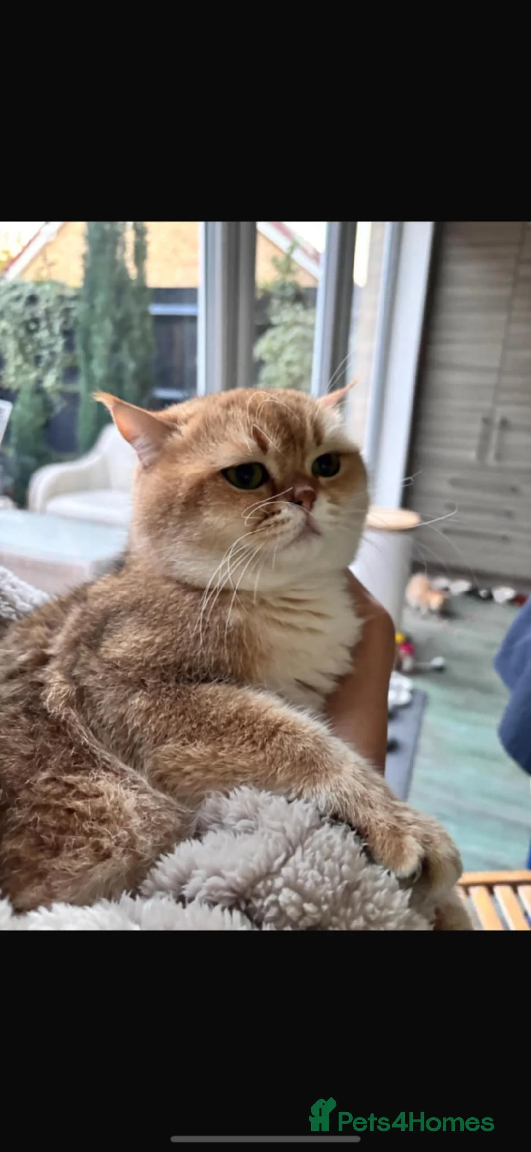British Shorthair cats for sale: Gorgeous golden active male 🩷 - Advert 1