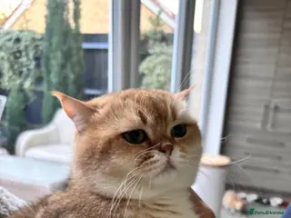 British Shorthair cats Gorgeous golden active male 🩷 - Advert 17
