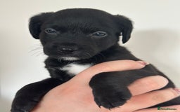 Mixed Breed dogs for sale: Jack Russel x Cockapoo Puppies - Image 5