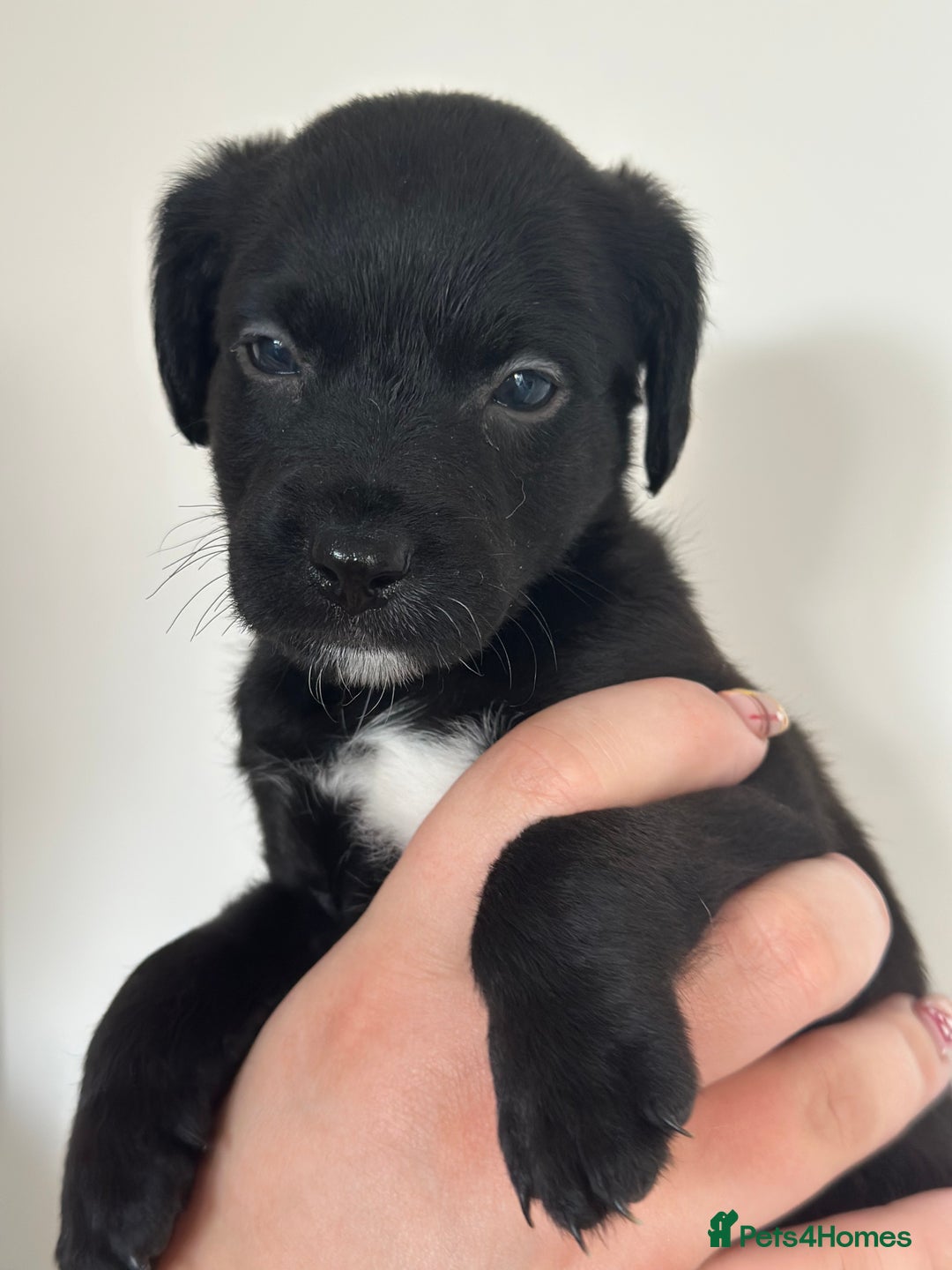 Mixed Breed dogs for sale: Jack Russel x Cockapoo Puppies - Image 5