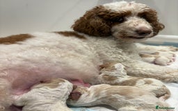 Double Doodle dogs for sale: Parti Double Doodles 🐾  - Image 8