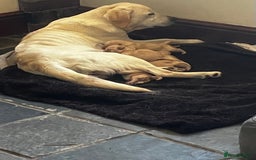 Labrador Retriever dogs for sale: Quality Labrador puppies Ready soon - Image 6