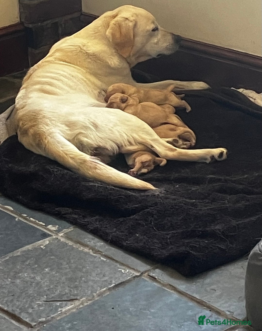 Labrador Retriever dogs for sale: Quality Labrador puppies Ready soon - Image 6