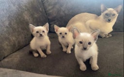 Siamese cats for sale: Siamese blue points  - Image 2