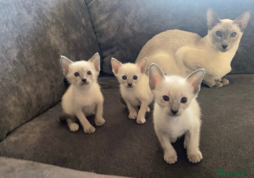 Siamese cats for sale: Siamese blue points  - Image 2