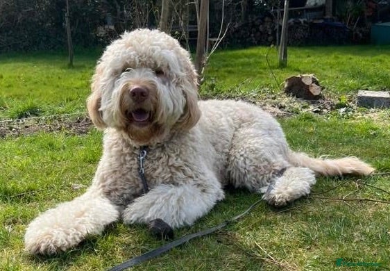 Goldendoodle dogs REDUCED FROM £2250!! DNA TESTED MULTI-GEN PUPPIES  - Advert 2