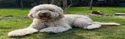 Goldendoodle dogs for sale: RENOWNED THERAPY DOG BREEDER Black Boy Available  - Advert 22