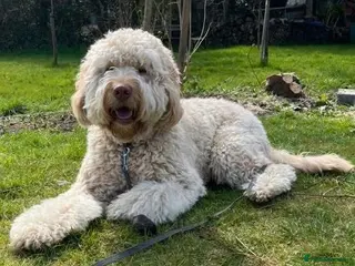 Goldendoodle dogs REDUCED FROM £2250!! DNA TESTED MULTI-GEN PUPPIES - Advert 2