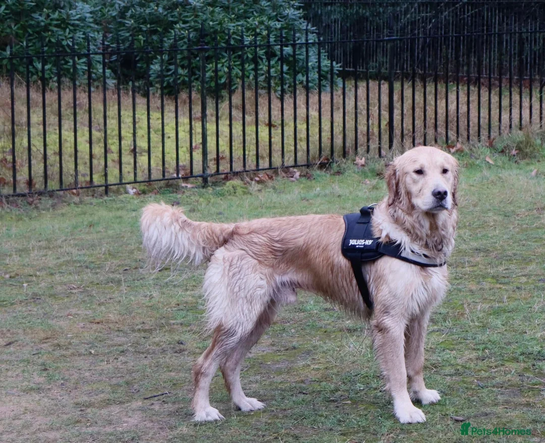 Golden Retriever dogs for stud: Handsome Golden boy for stud  in Frome - Advert 6
