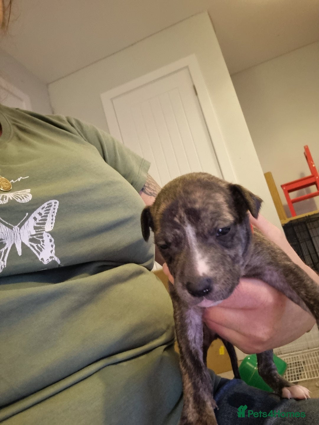 Mixed Breed dogs for sale: Staffy x Whippet puppies - Image 12