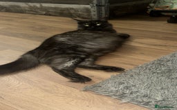 Maine Coon cats for sale: Maine coon kittens  - Image 2