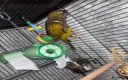 Conures birds for sale: Beautiful baby Patagonian conure - Image 5