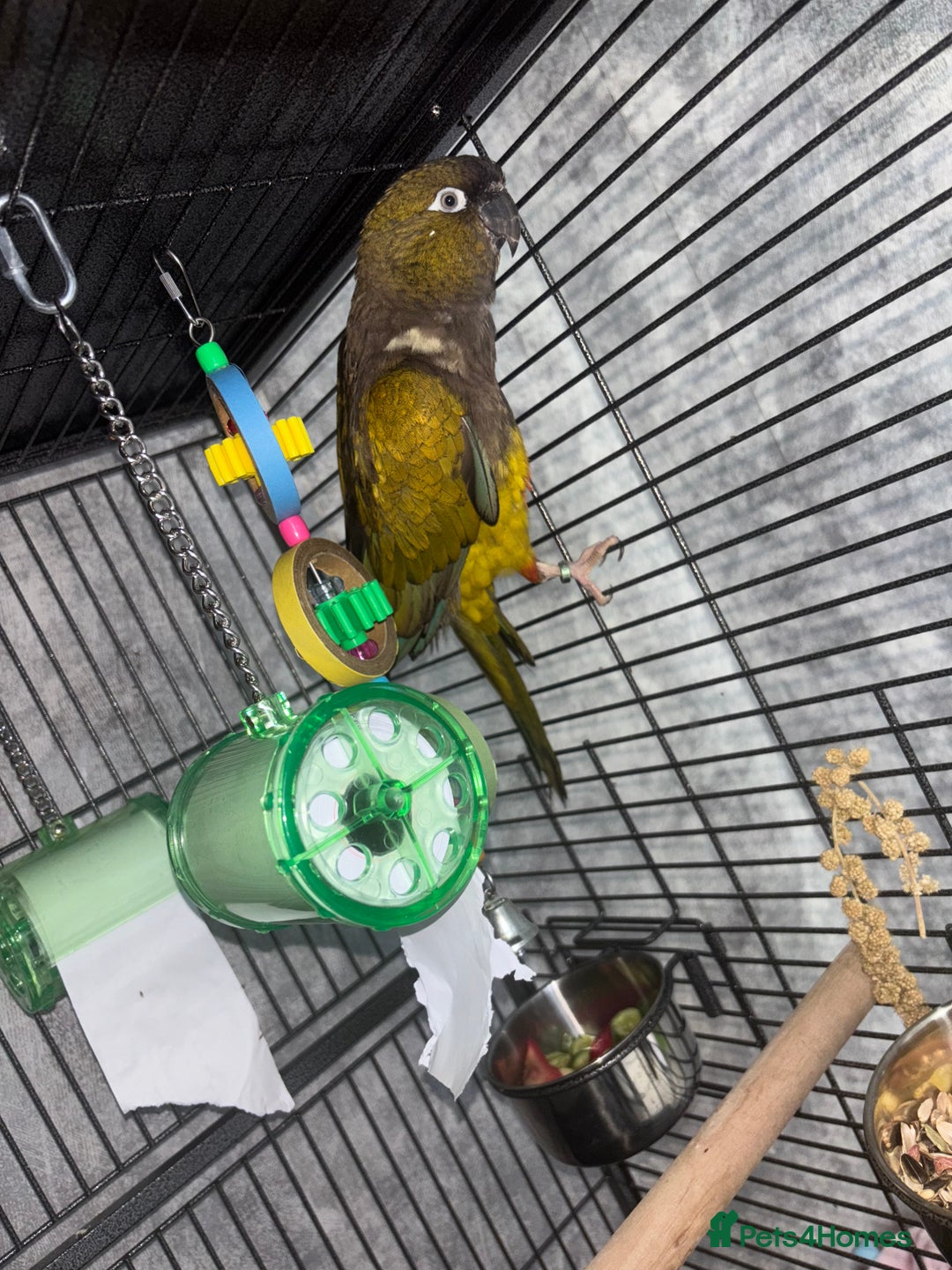 Conures birds for sale: Beautiful baby Patagonian conure - Image 5