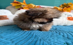 Mixed Breed dogs for sale: RARE TINY Outstanding Pomeranian cross puppies  - Image 9