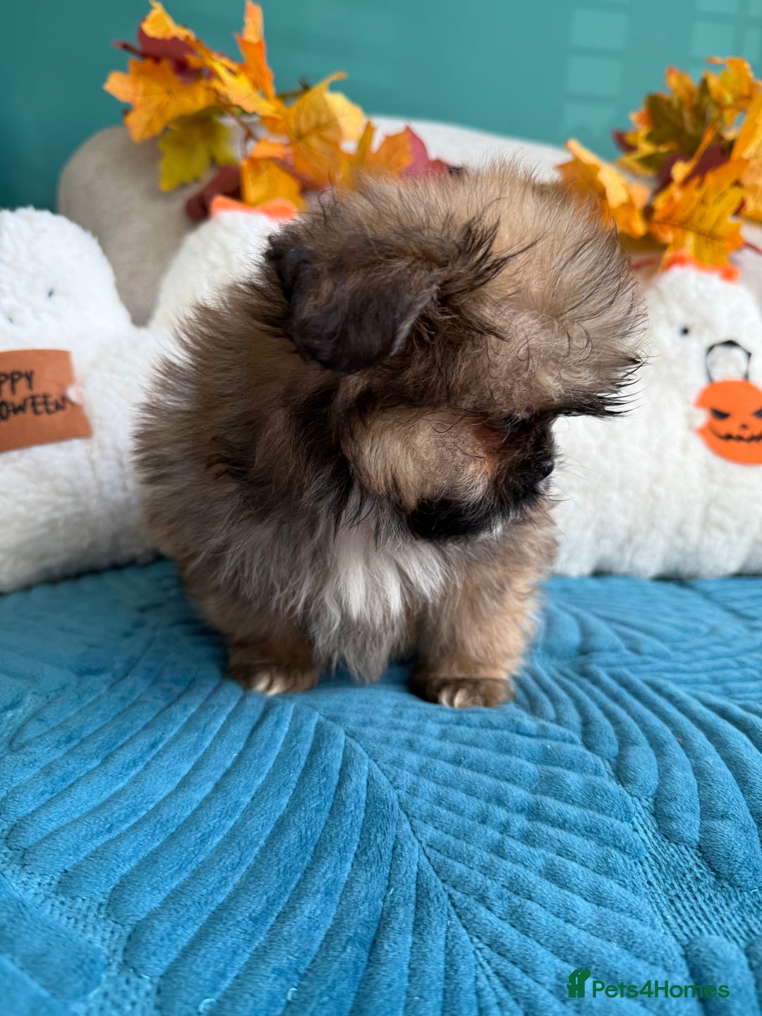 Mixed Breed dogs for sale: RARE TINY Outstanding Pomeranian cross puppies  - Image 9