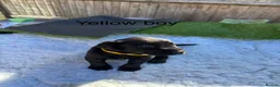 Labrador Retriever dogs for sale: Labrador puppies - Advert 2