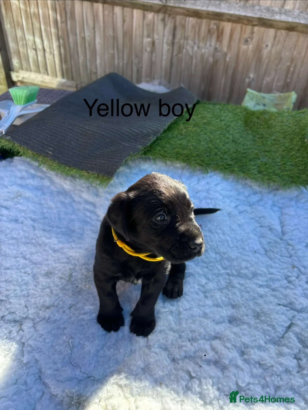 Labrador Retriever dogs for sale: Labrador puppies - Advert 2