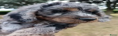 Cockapoo Puppy 1