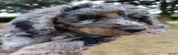 Cockapoo dogs for sale: Only one blue merle girl left, F2B Cockapoo  - Advert 2