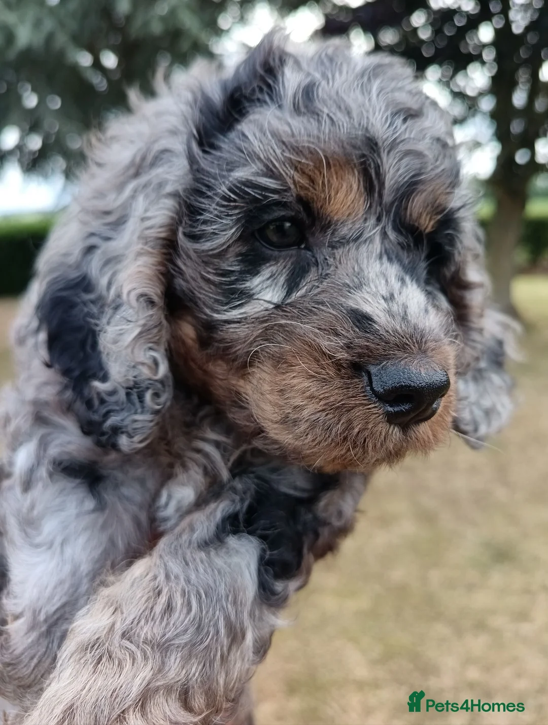 Cockapoo dogs for sale: Only one blue merle girl left, F2B Cockapoo  - Advert 2
