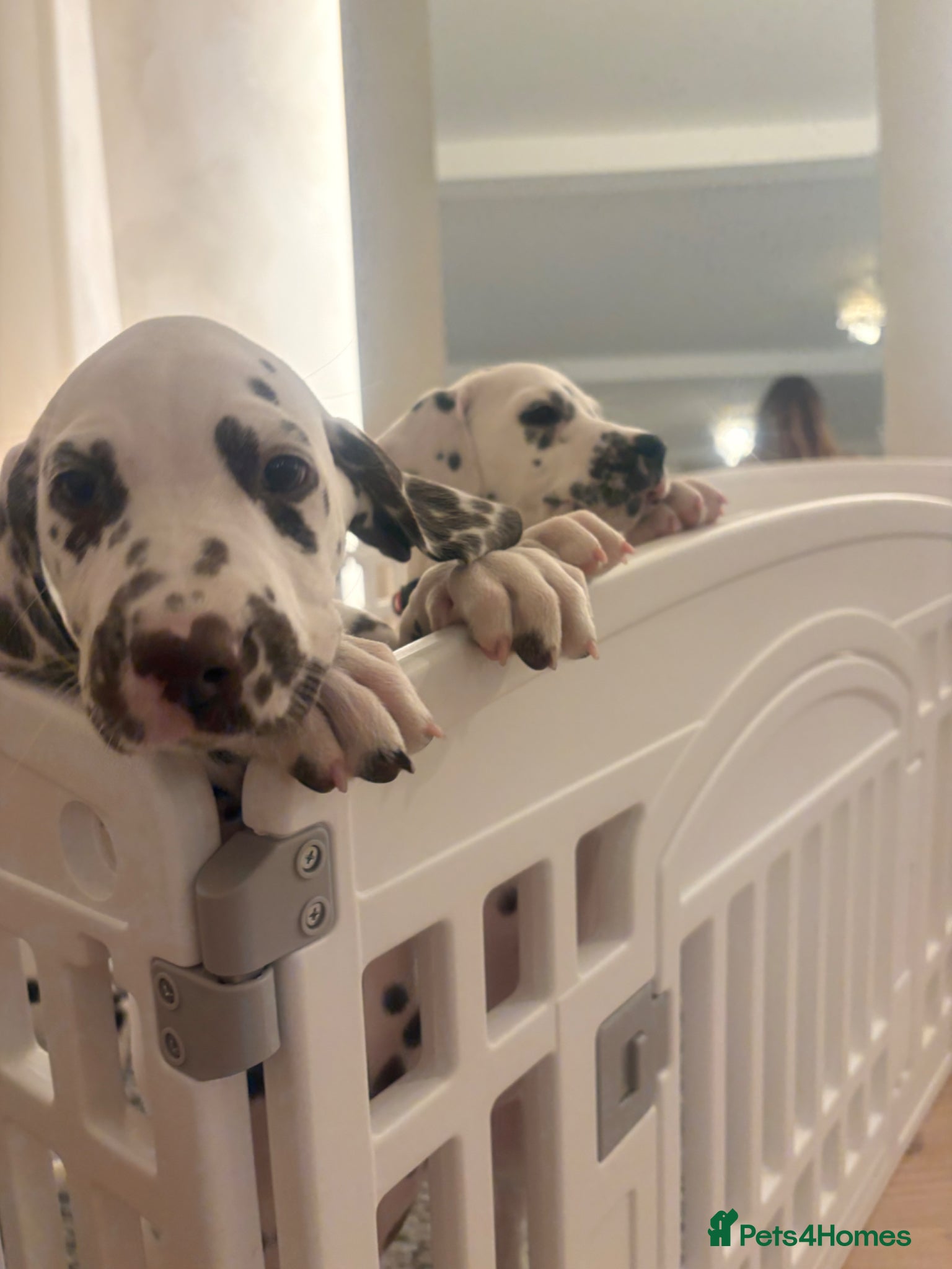 Dalmatian dogs for sale: Outstanding champion bred Kc Reg Dalmation puppys - Advert 10