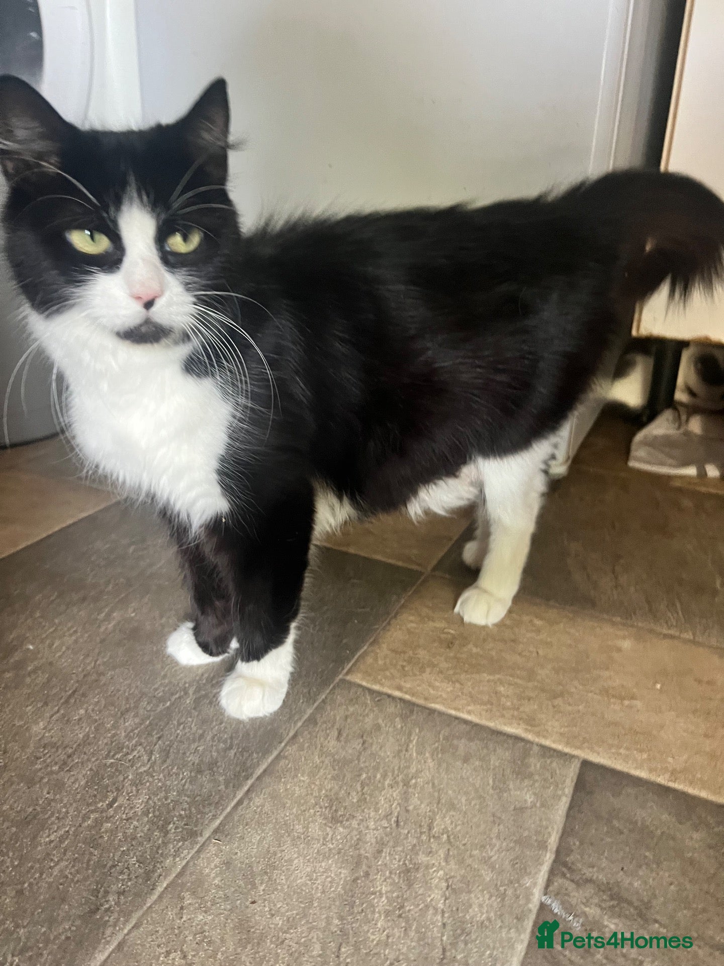 Mixed Breed cats 3 amazing little kitten 2 boys 1 girl Half Ragdoll - Advert 1