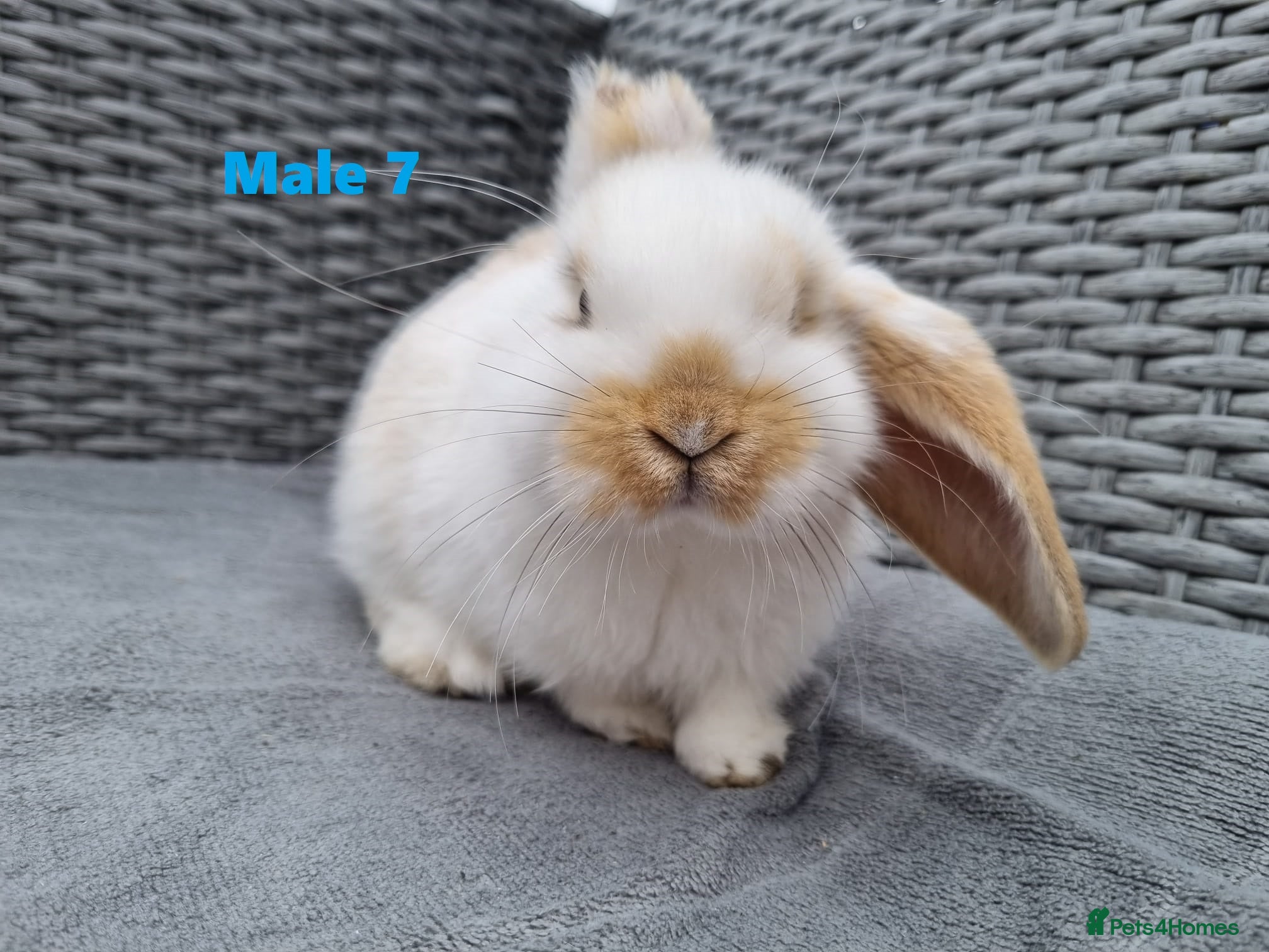 Mini Lop rabbits French x Mini Lop kits Ready to Go "MUST READ" - Advert 2