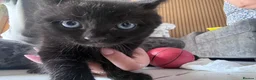 Mixed Breed cats for sale: Cute kittens in Doncaster - Advert 7