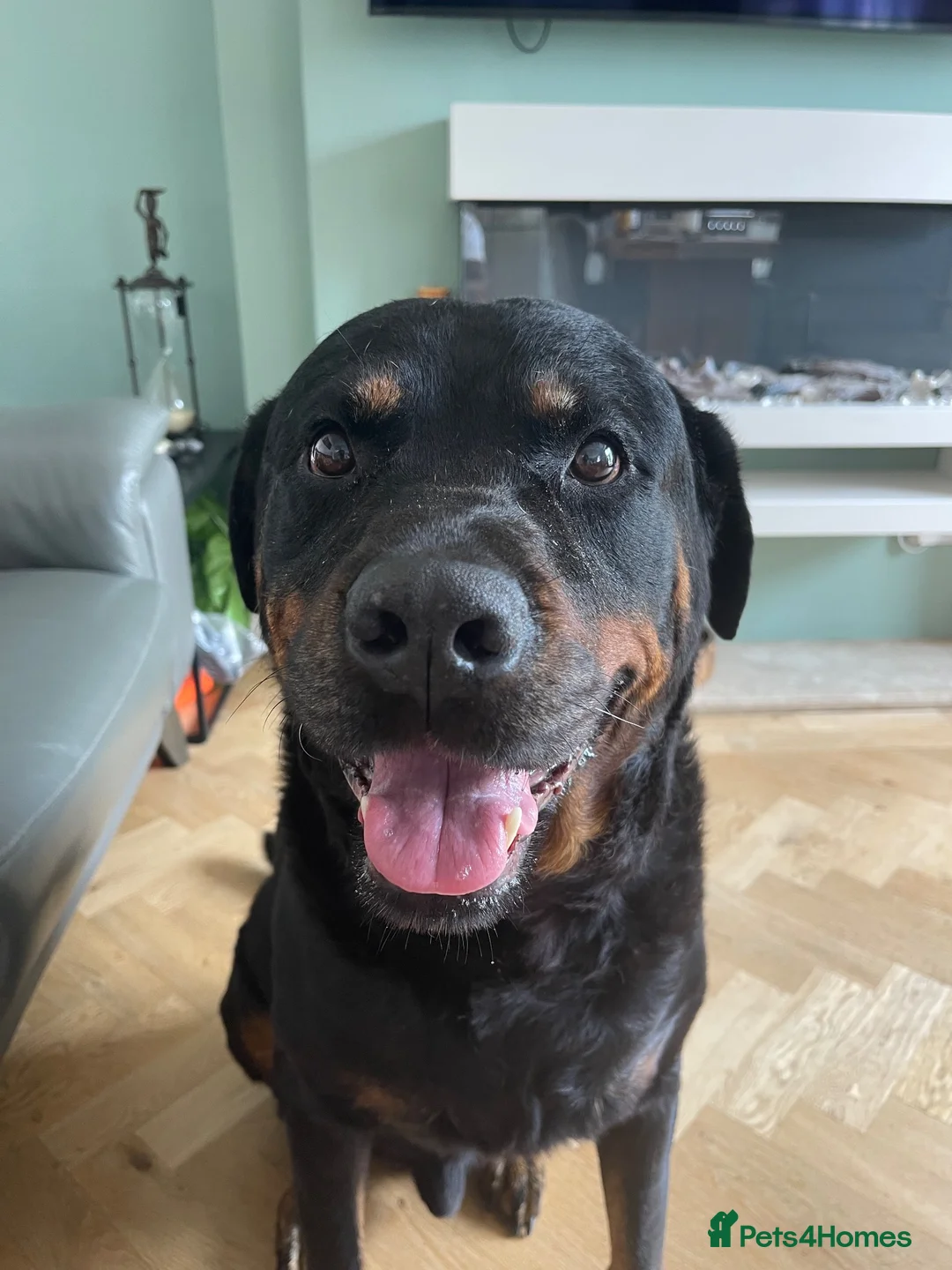 Rottweiler dogs for sale: Belly, 8-Year-Old Loving Rottweiler - Advert 2