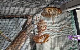 Mixed Breed invertebrates for sale: Mixed invertebrates  - Image 13
