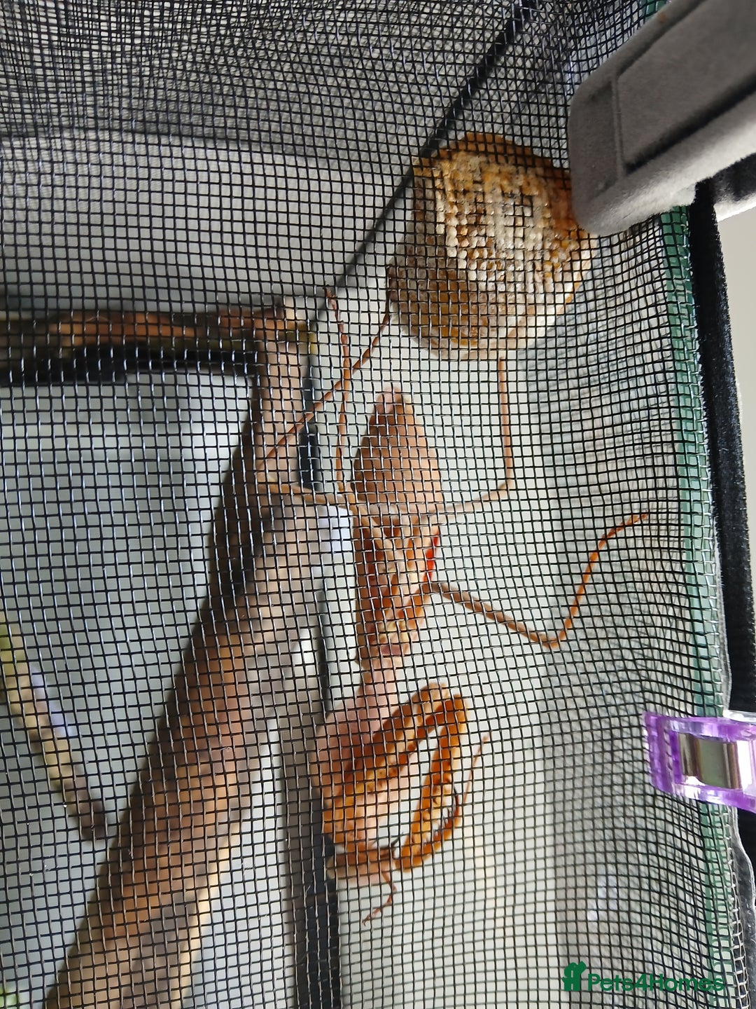 Mixed Breed invertebrates for sale: Mixed invertebrates  - Image 13