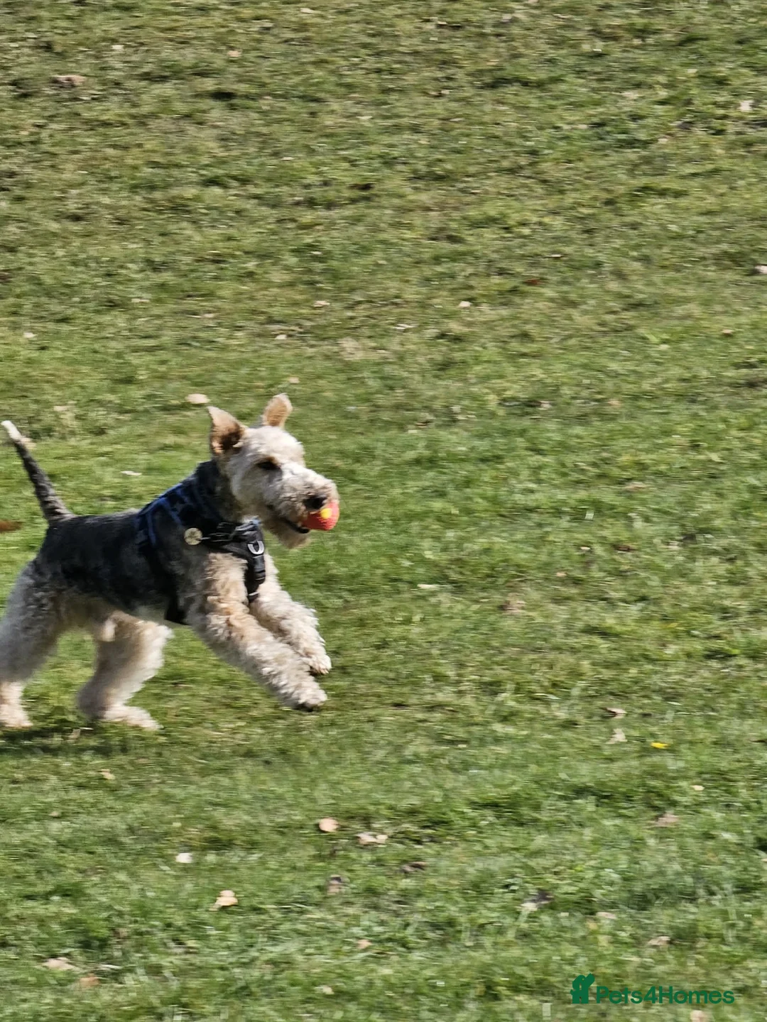 Fox Terrier dogs for sale: Wirehaired Fox Terrier Male - Advert 4