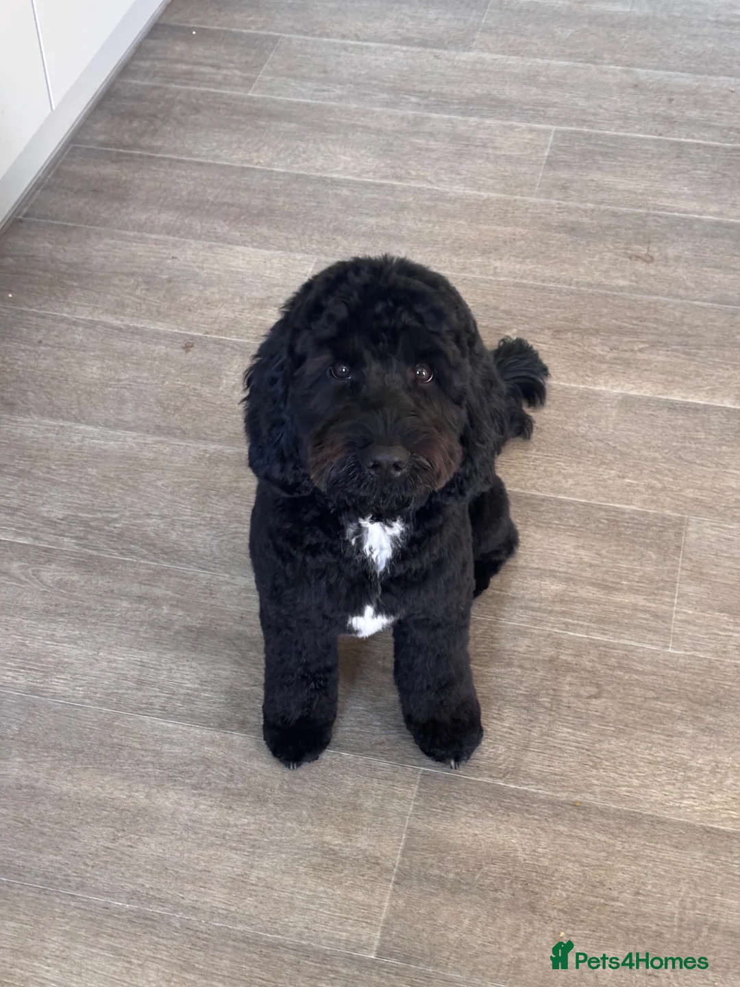 Cockapoo dogs for sale: 1 year old cockapoo  - Advert 3