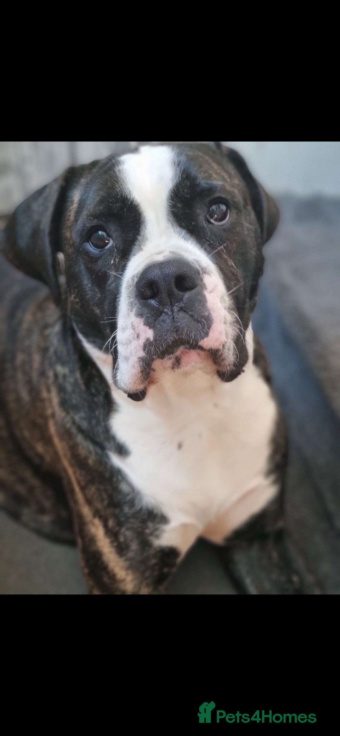 Cane Corso dogs for sale: Merle and brindle cane corso - Advert 2