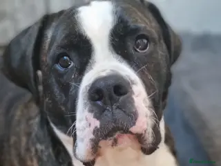 Cane Corso dogs Cane corso, 3 male left. Very big pups - Advert 6