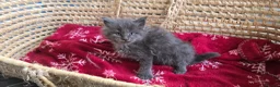 Maine Coon cats for sale: Maine Coon Kitten Reservation  - Advert 5