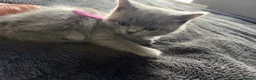 British Shorthair cats for sale: Pure British shorthair kittens - Advert 33