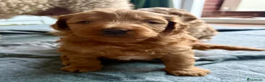 Australian Labradoodle 1
