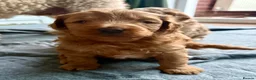 Australian Labradoodle dogs for sale: Multigenerational Australian Labradoodle  - Advert 24