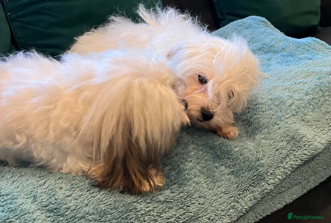 Maltipoo dogs for stud: PROVEN Minnie Gorgeous white and silver Maltipoo - Advert 3