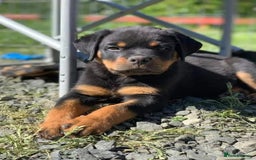 Rottweiler dogs for sale: 🌟 Adorable Rottweiler Puppies for Sale! 🌟 - Image 2