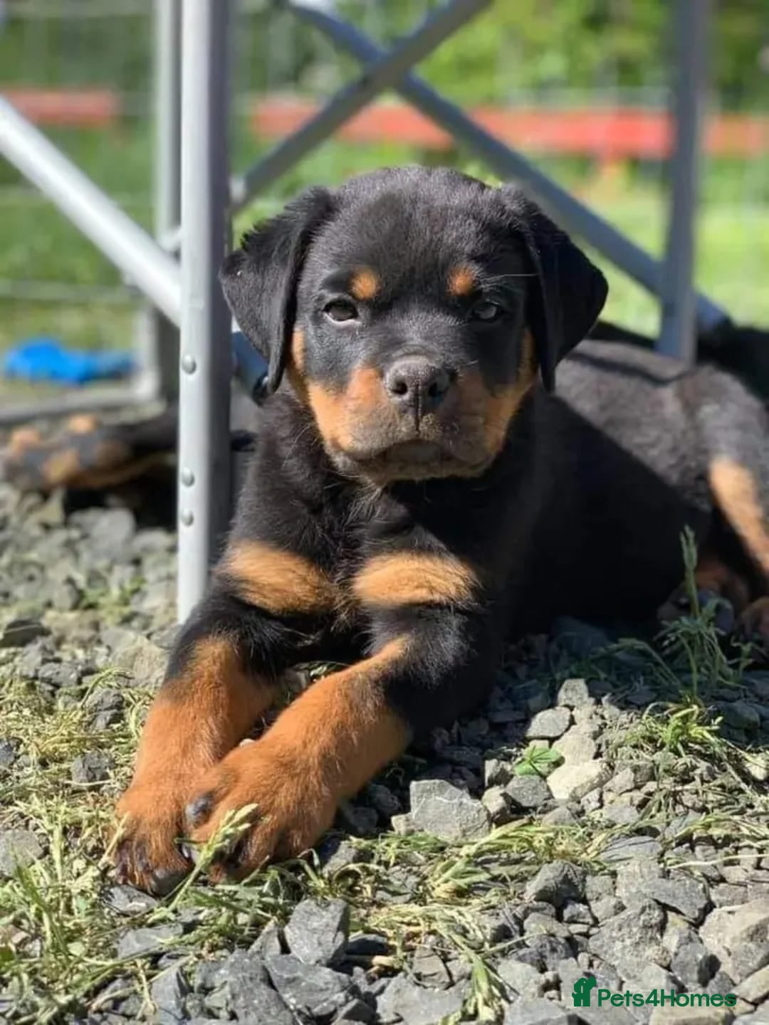 Rottweiler dogs for sale: 🌟 Adorable Rottweiler Puppies for Sale! 🌟 - Image 2