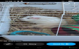 Guinea Pig rodents for sale: 3 males for rehome - Image 2