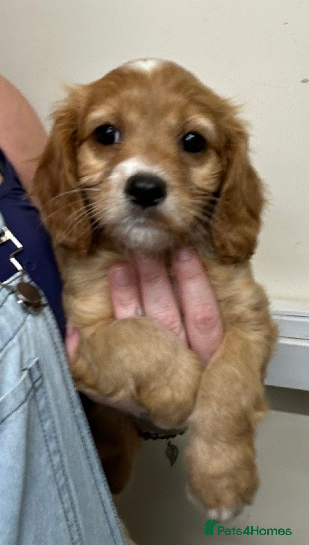 Cavapoo dogs for sale: Beautiful fully DNA tested Cavapoo's  - Image 26