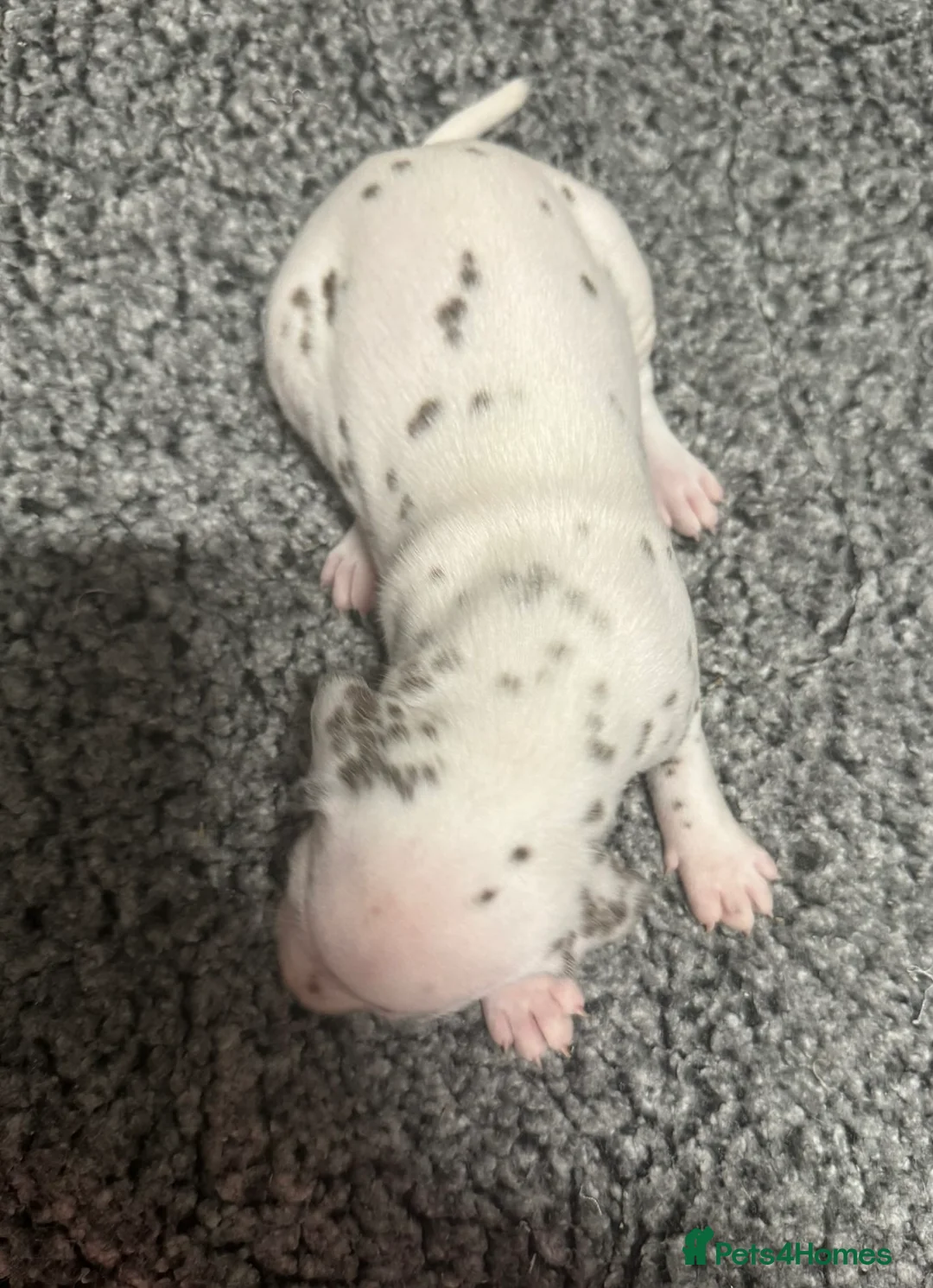 Dalmatian dogs for sale: Only 1 boy available  - Advert 25
