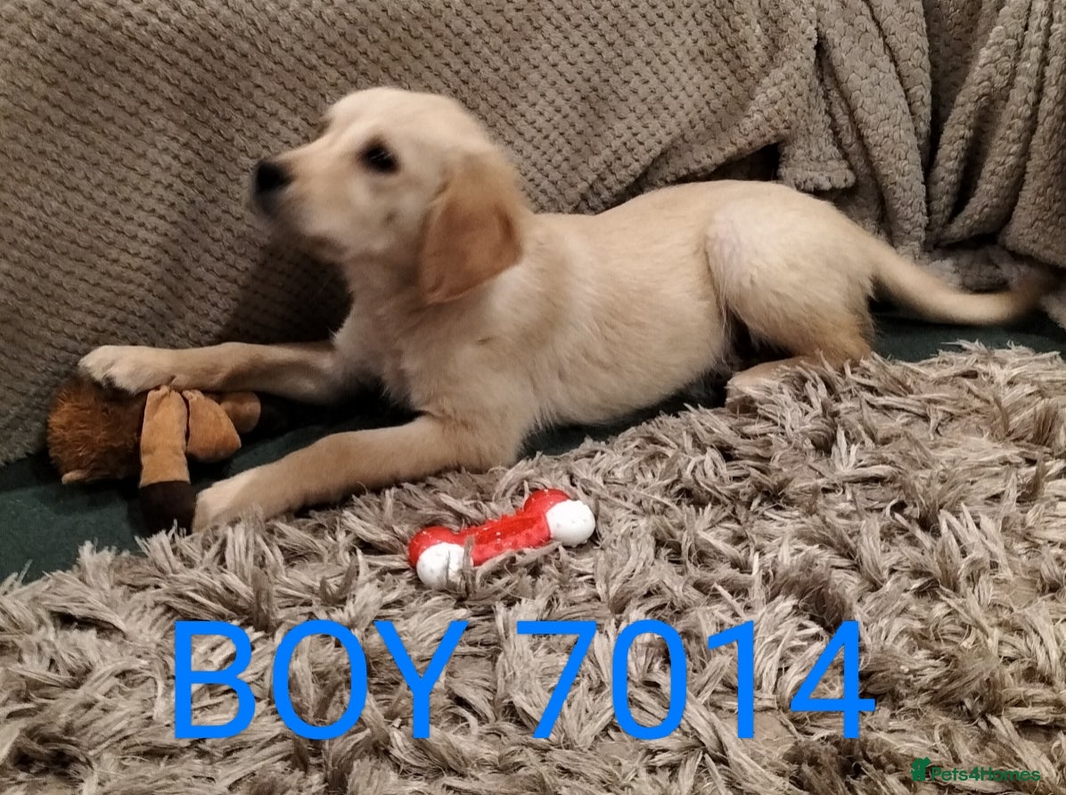 Golden Retriever dogs STUNNING GOLDEN RETRIEVER PUPS - Advert 13