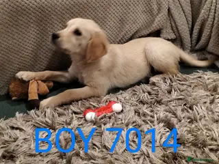 Golden Retriever dogs STUNNING GOLDEN RETRIEVER PUPS - Advert 13