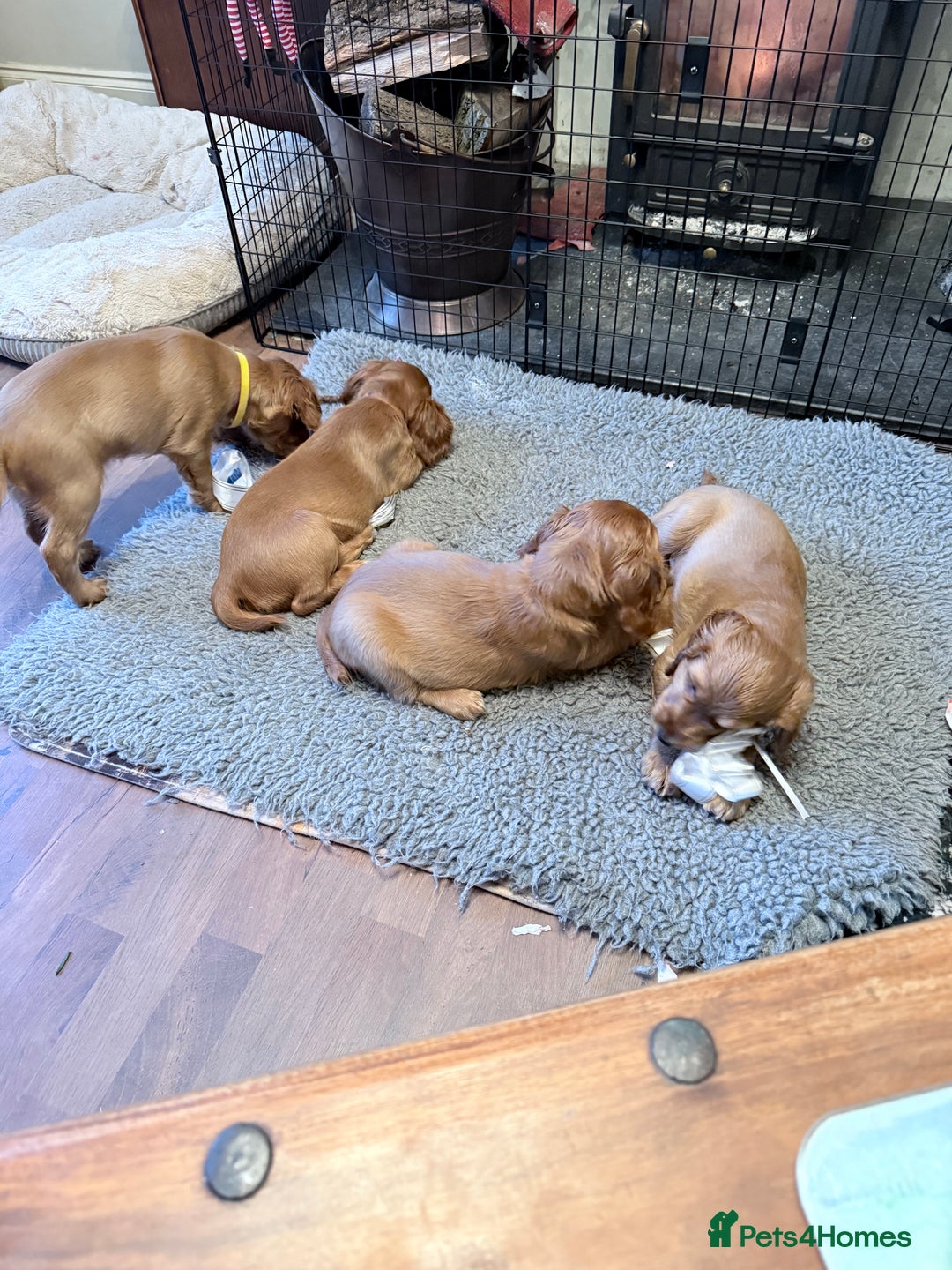 Cocker Spaniel dogs for sale: Two beautiful cocker spaniel pups ready now  - Advert 10