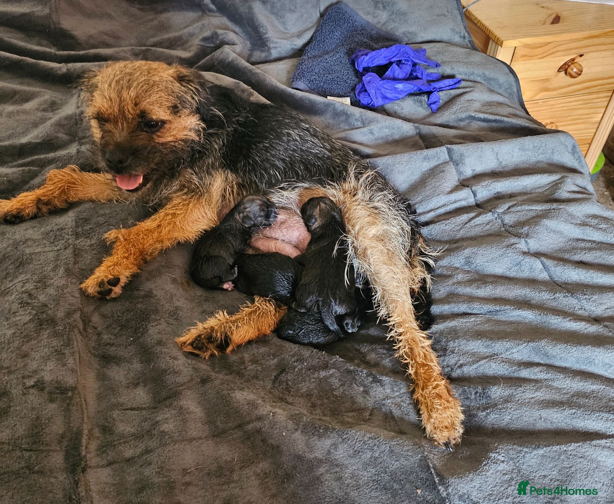 Border Terrier dogs SLEM clear KC Registered Border Terrier puppies  - Advert 3